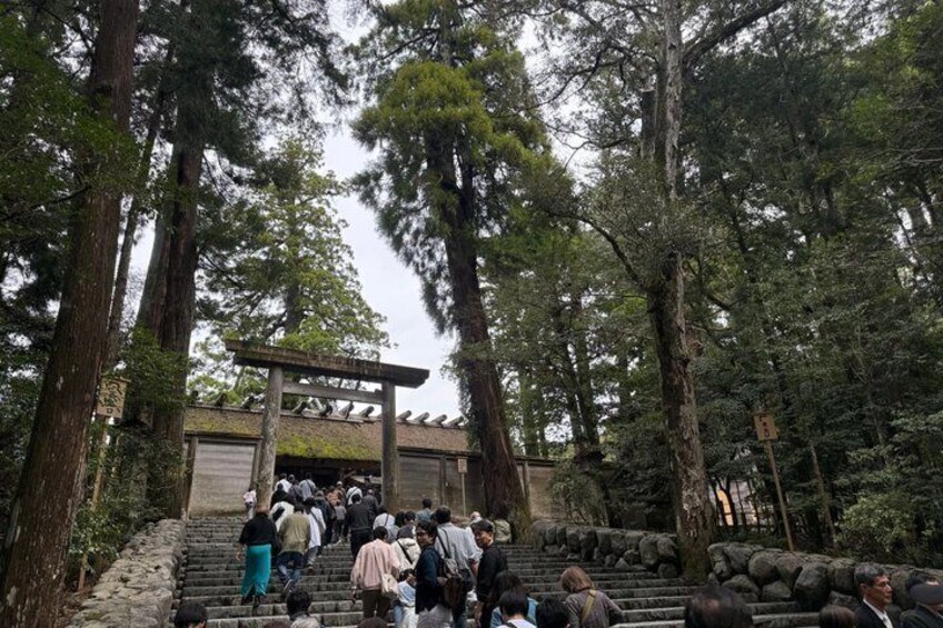 A stone staircase leading to a traditional Japanese torii gate surrounded by tall trees. 5