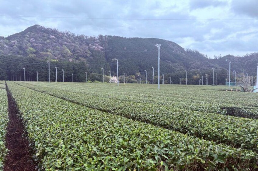 A field with rows of crops and a mountain in the background. 3