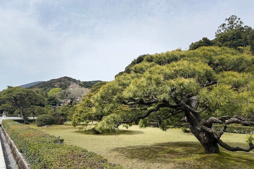 Un árbol grande con un tronco retorcido y follaje denso en un parque con una colina al fondo. 4