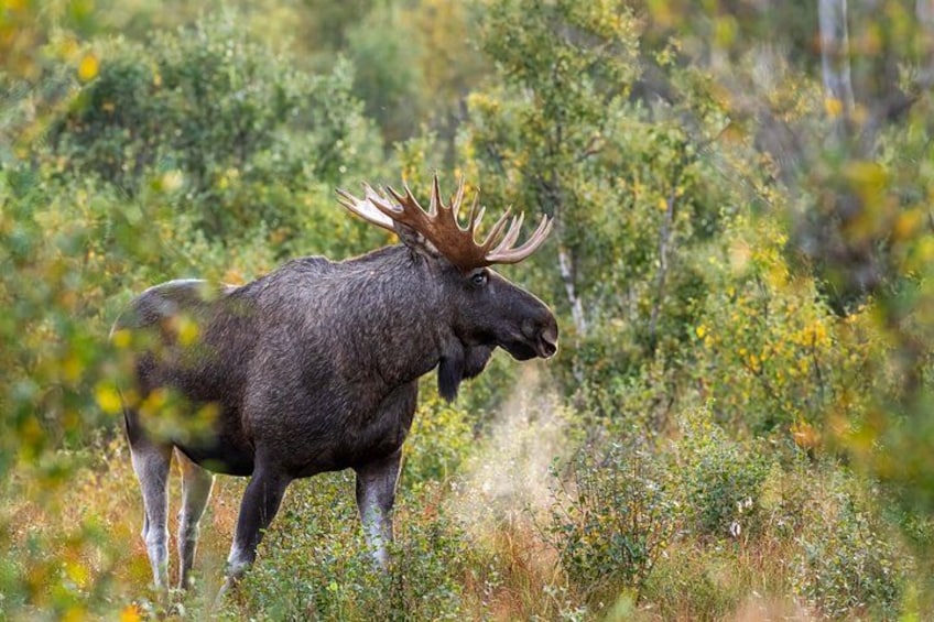A moose in a natural setting with dense vegetation and trees. 1