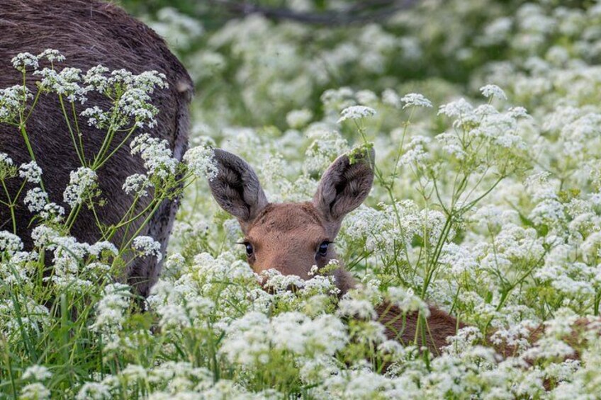 Year Round Moose Safari 2