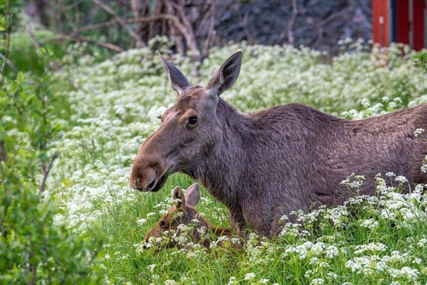 A moose in a field of white flowers with a red building in the background. 4