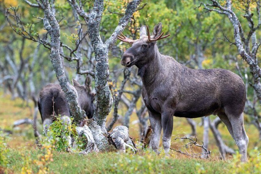 Year Round Moose Safari 4