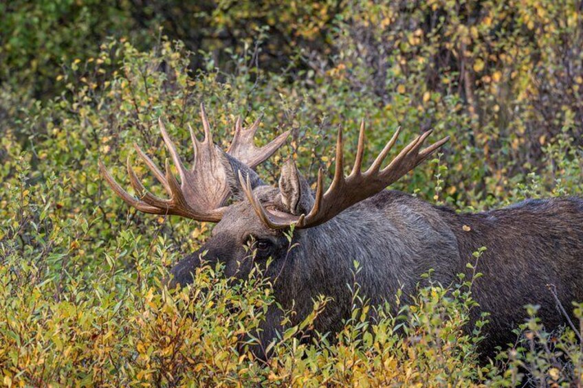 Year Round Moose Safari 3