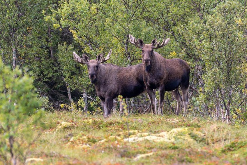 Two moose in a forested area with dense trees and underbrush. 3