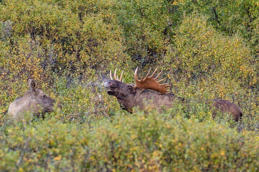 Year Round Moose Safari 2