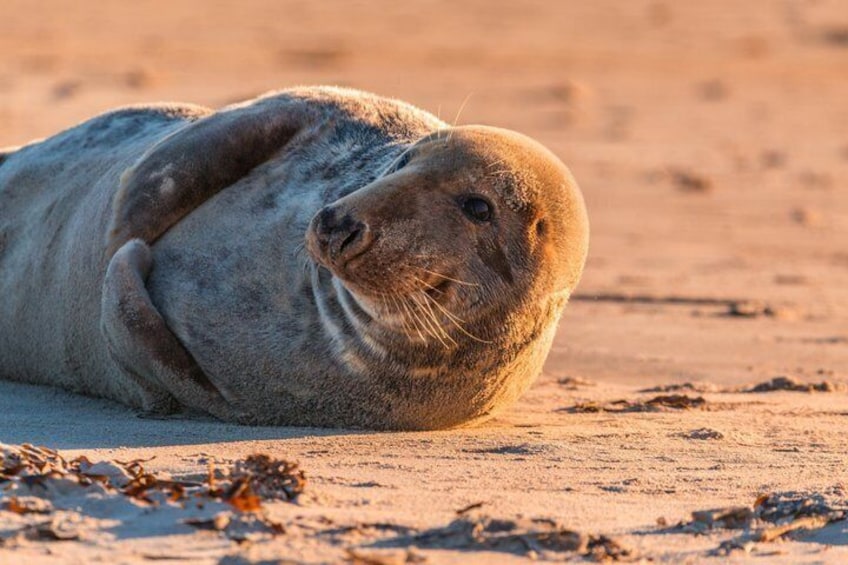 A seal resting on sandy terrain. 1