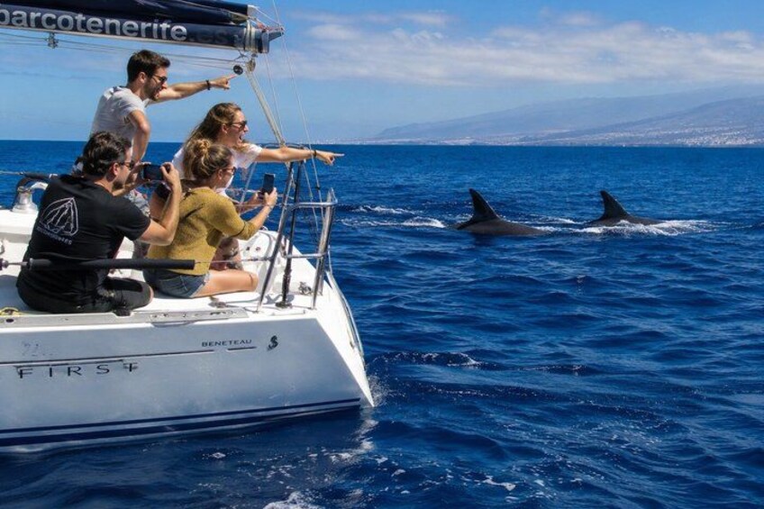 A boat with people observing dolphins in the ocean. 1