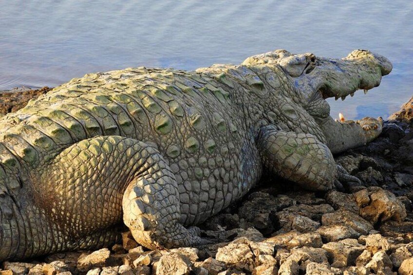 A large crocodile lying on rocky terrain near water. 2