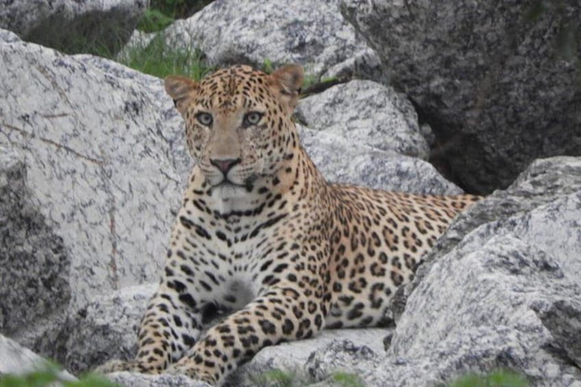 A leopard resting on rocks. 1