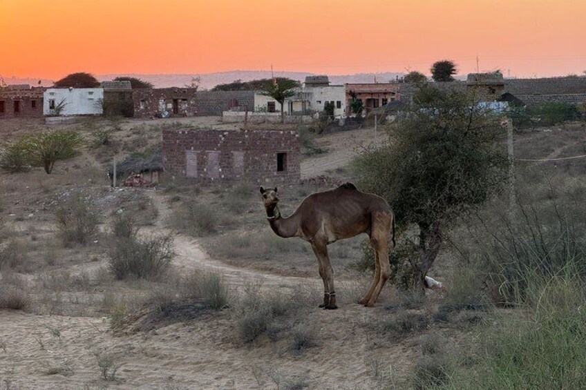 A camel in a desert landscape with sparse vegetation and a few buildings in the background. 3
