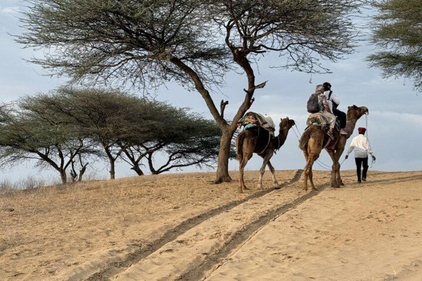 A person leading two camels on a dirt path with sparse trees in the background. 1
