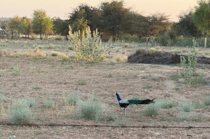 A peacock walking across a dry, grassy field with sparse vegetation and trees in the background. 2