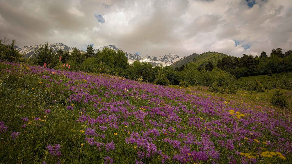 A field of purple flowers with a mountain range in the background. 4