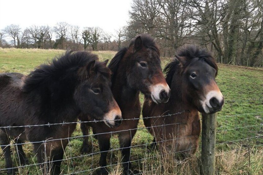 Three horses standing behind a barbed wire fence in a grassy field with trees in the background. 3