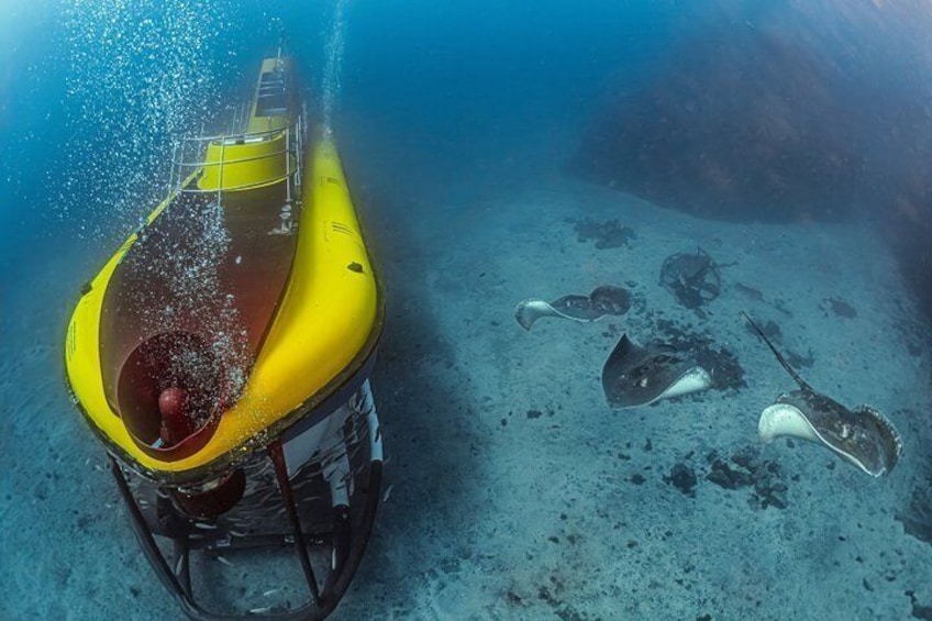 A submerged yellow submarine with a red interior, surrounded by marine life and debris on the ocean floor. 1