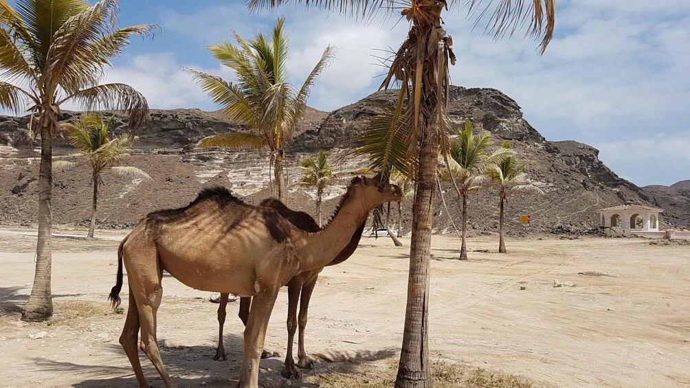 Two camels in a desert landscape with palm trees and a rocky mountain in the background. 1