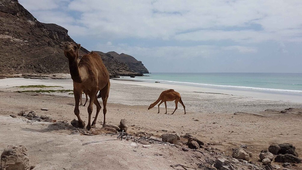 A camel and a young camel on a rocky beach with a mountain in the background. 4