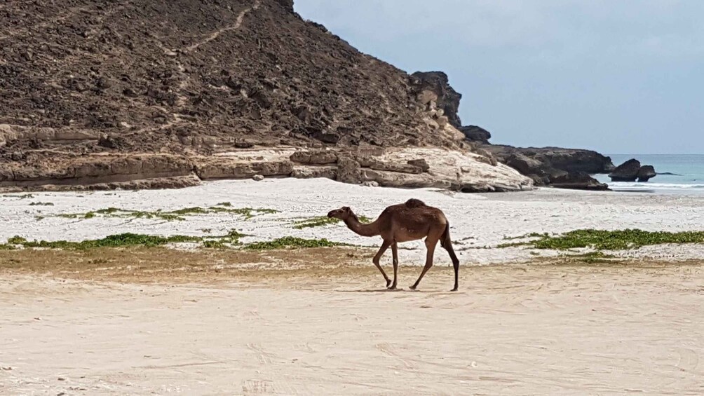 A camel on a sandy beach with rocky cliffs in the background. 3