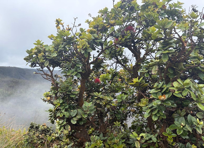 A dense tree with green leaves and red flowers, set against a foggy mountainous backdrop. 4