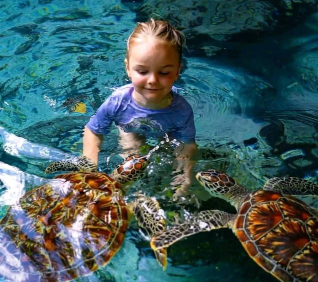 A child interacting with sea turtles in a clear water tank. 3