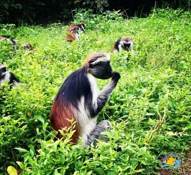 A monkey sitting among green foliage. 5