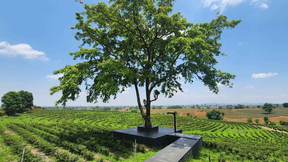 A tree sculpture in a field of green crops. 4