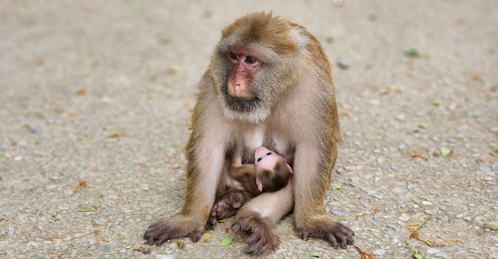 A monkey sitting on the ground with a baby monkey nursing. 3