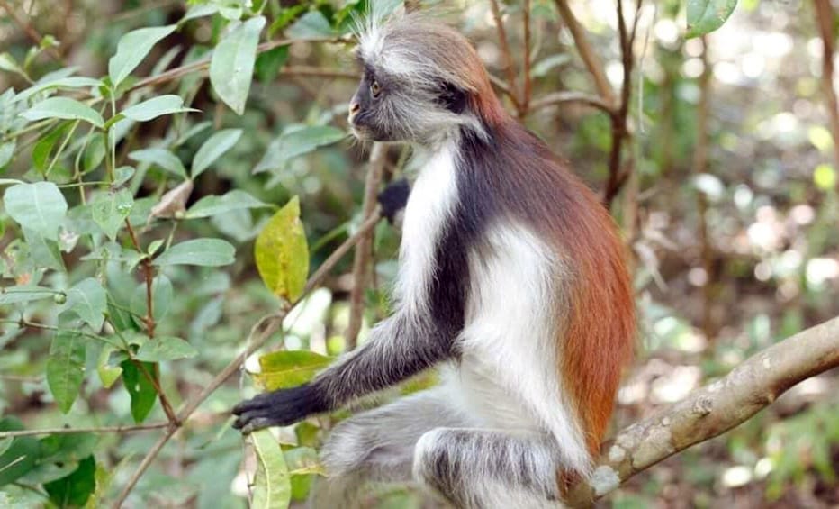 A monkey with white and gray fur, sitting on a tree branch amidst green foliage. 1
