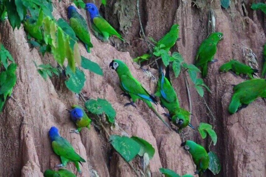 A group of green parrots perched on a rocky cliff. 3