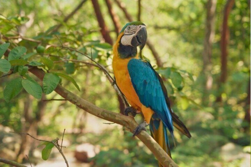 A parrot perched on a branch in a forest. 1