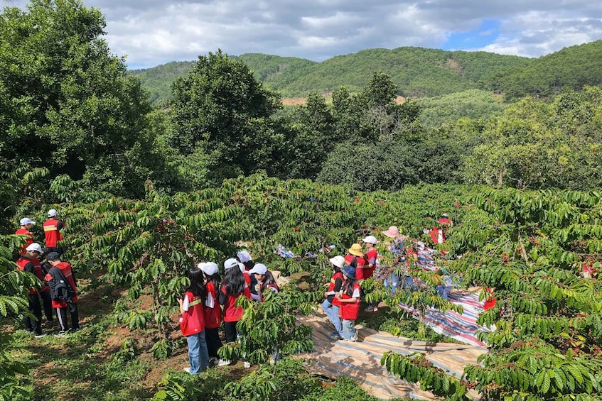 A group of people in red vests working in a coffee plantation with lush green hills in the background. 5