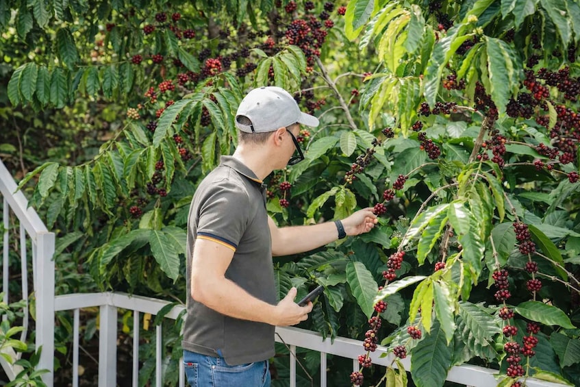 A person inspecting coffee plants. 2