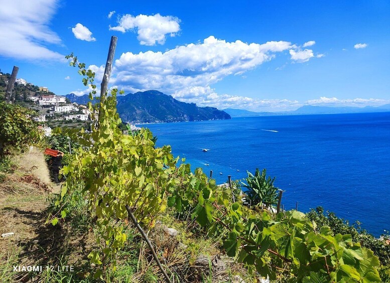 Amalfi Coast Vineyard and Lemon Grove Tour 1
