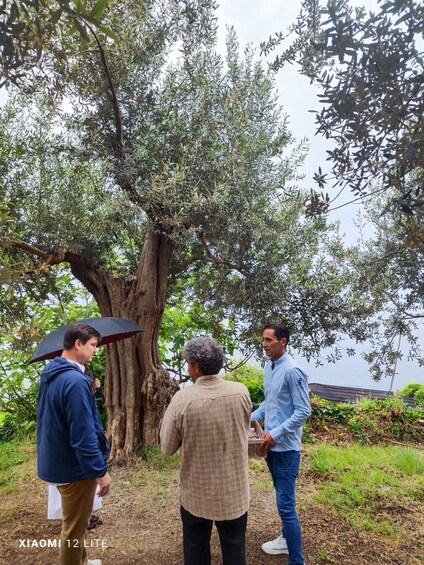 Picture 15 for Activity Amalfi Coast Vineyard and Lemon Grove Tour 4