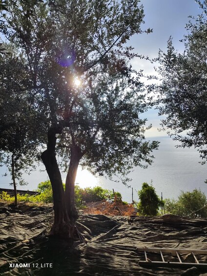 Picture 35 for Activity Amalfi Coast Vineyard and Lemon Grove Tour 3