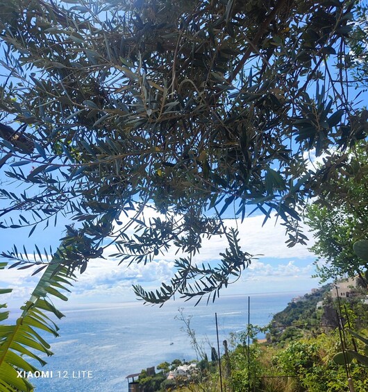 Picture 32 for Activity Amalfi Coast Vineyard and Lemon Grove Tour 5