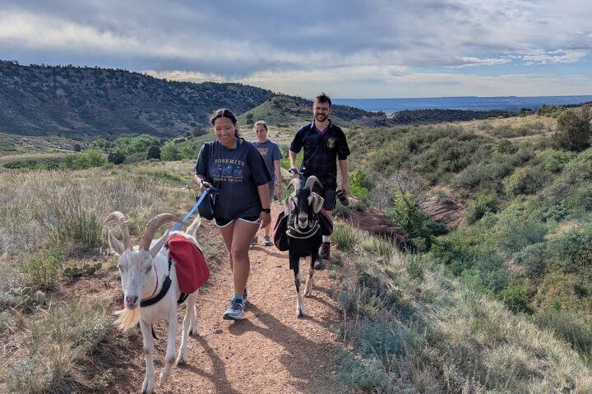 Goat hiking adventure near Morrison 1