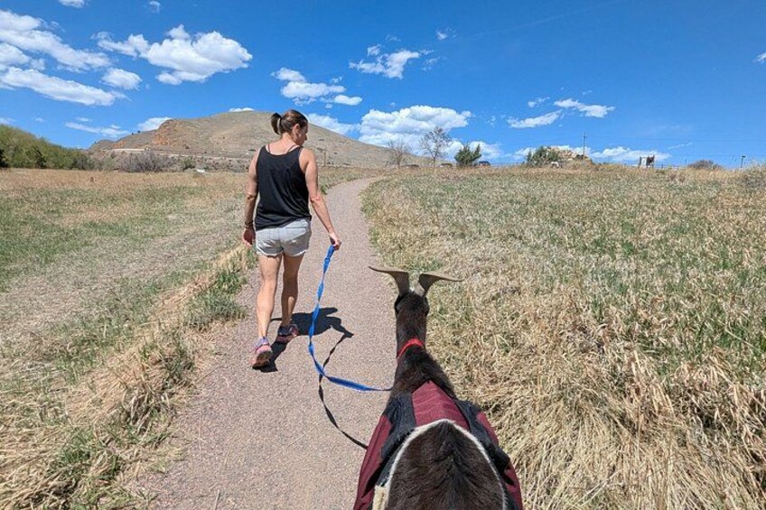 Goat hiking adventure near Morrison 4