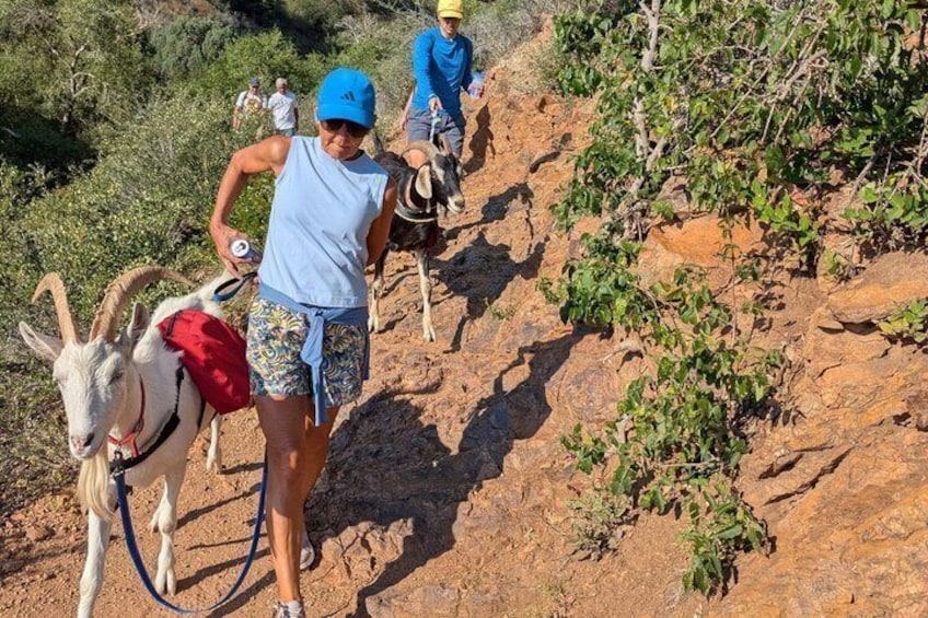Goat hiking adventure near Morrison 4