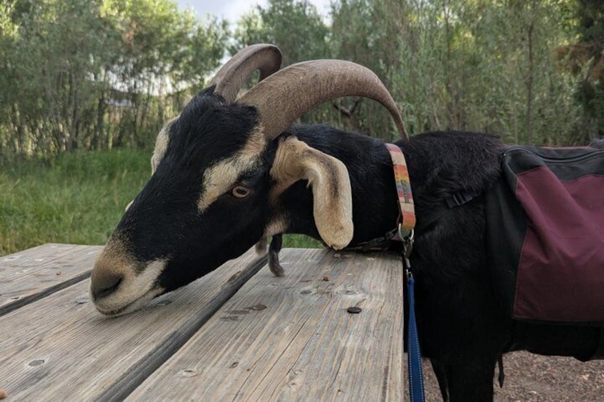 Goat hiking adventure near Morrison 3