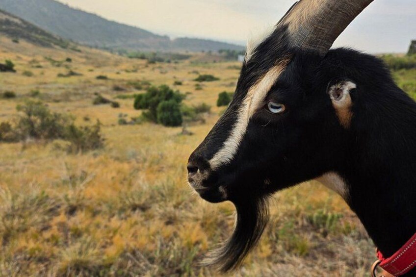 Goat hiking adventure near Morrison 2