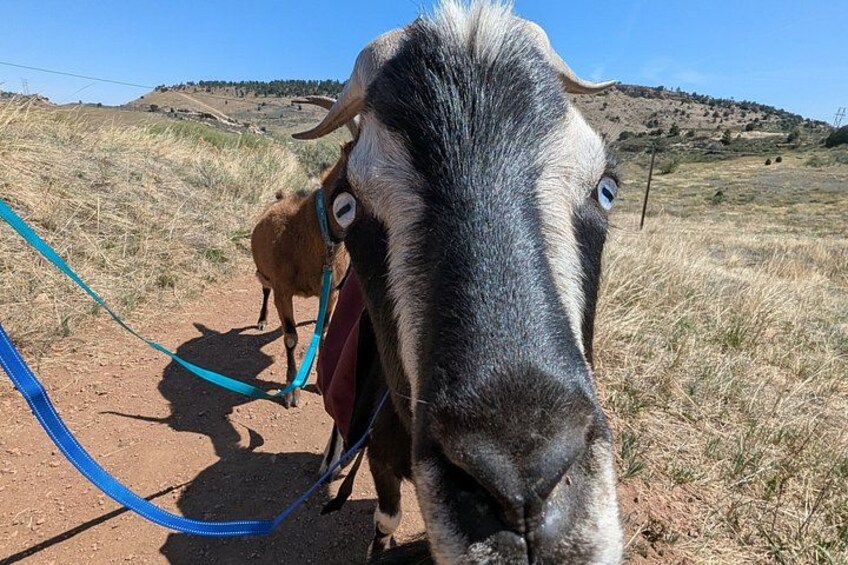 Goat hiking adventure near Morrison 2