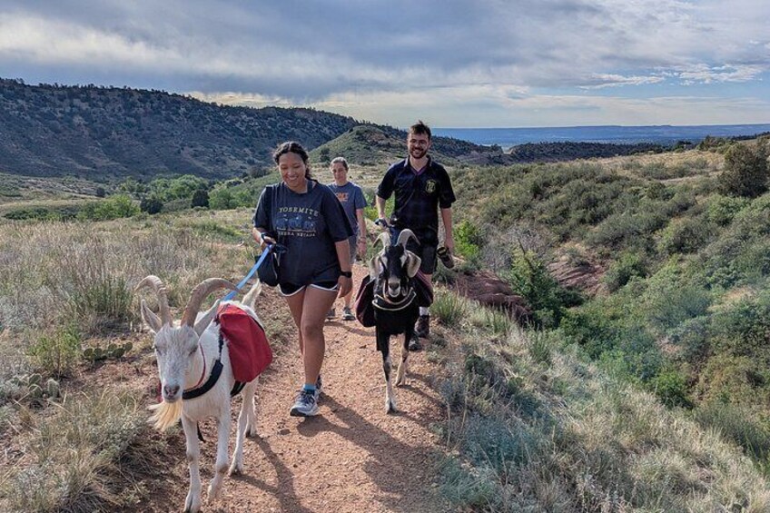 Goat hiking adventure near Morrison 3