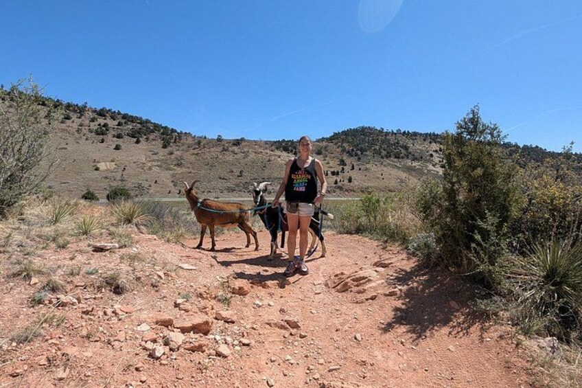 Goat hiking adventure near Morrison 3
