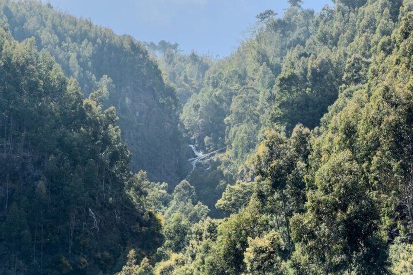 A dense forest with a waterfall cascading down a rocky cliff. 4
