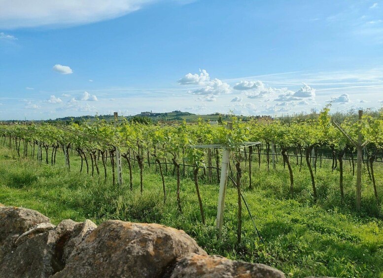 A vineyard with rows of grapevines under a clear sky. 3