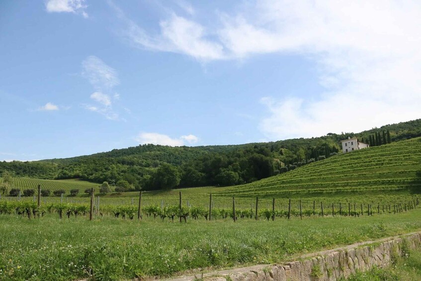 Picture 2 for Activity Valpolicella: Intimate Wine Tour at a Hidden Local Winery 4
