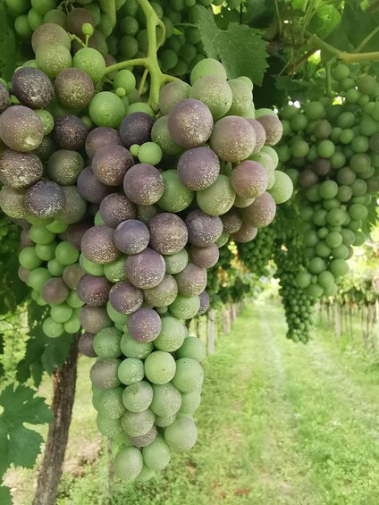 Picture 8 for Activity Valpolicella: Intimate Wine Tour at a Hidden Local Winery 3