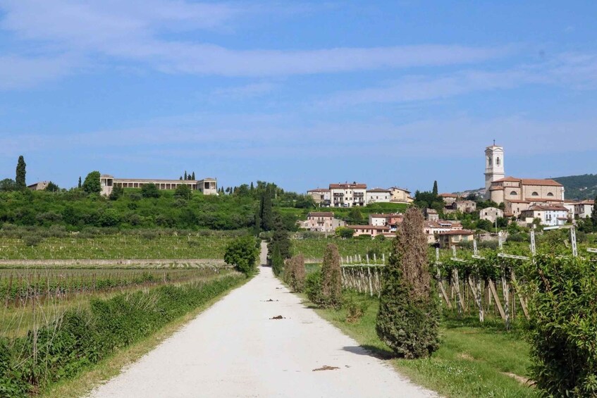 Picture 4 for Activity Valpolicella: Intimate Wine Tour at a Hidden Local Winery 5